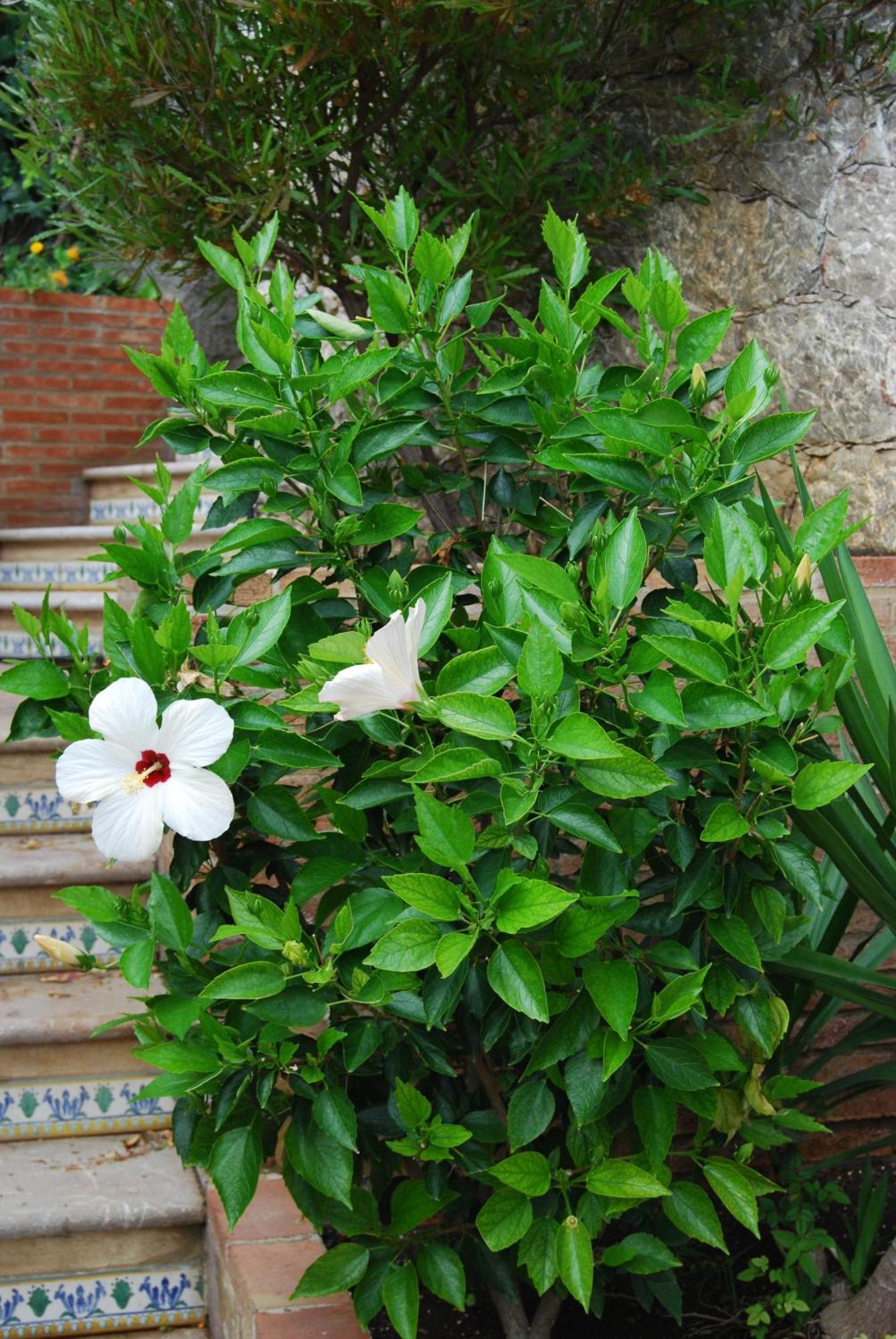 Villa Angela Taormina Exterior foto